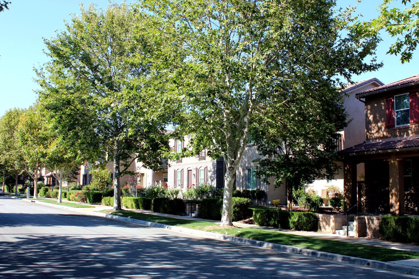Tree-lined residential street of two-story homes in Valencia, Santa Clarita